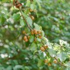 Deer eating pears | Wildtree, providers of wildlife-preferred trees & shrubs