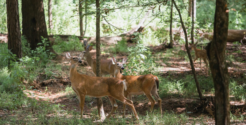 Deer Corridors | Wildtree, providers of wildlife-preferred trees & shrubs