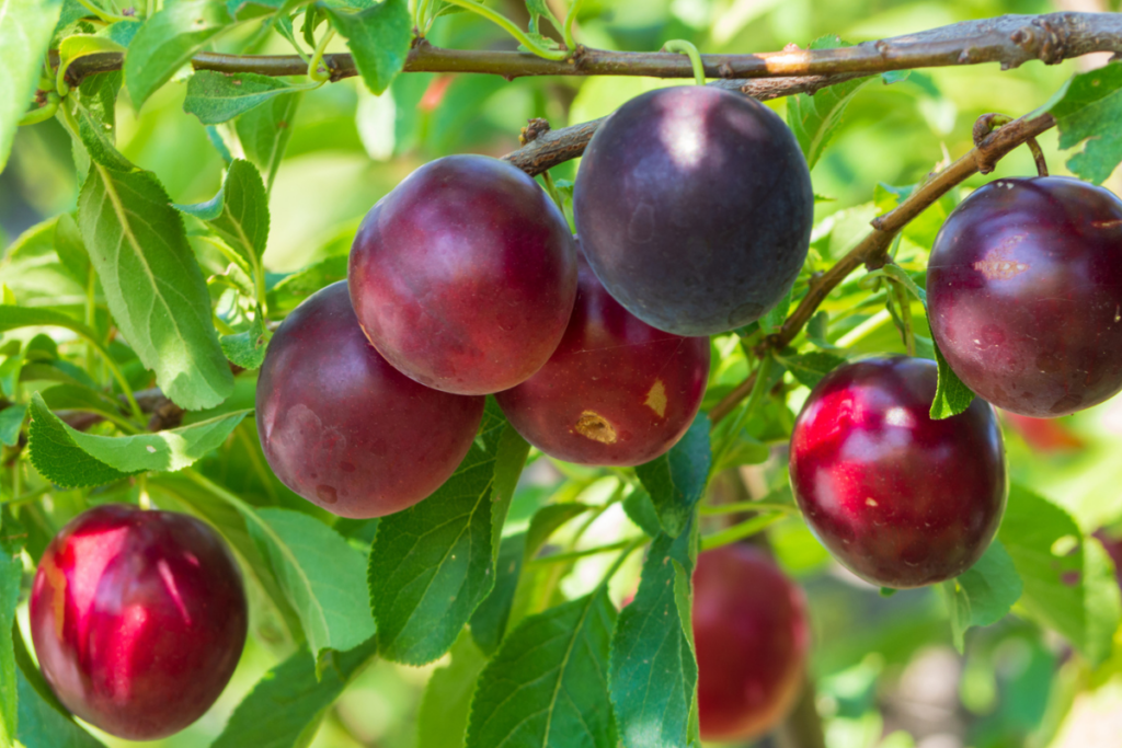 Methley Plum Tree For Sale Attract Deer To Your Land Wildtree