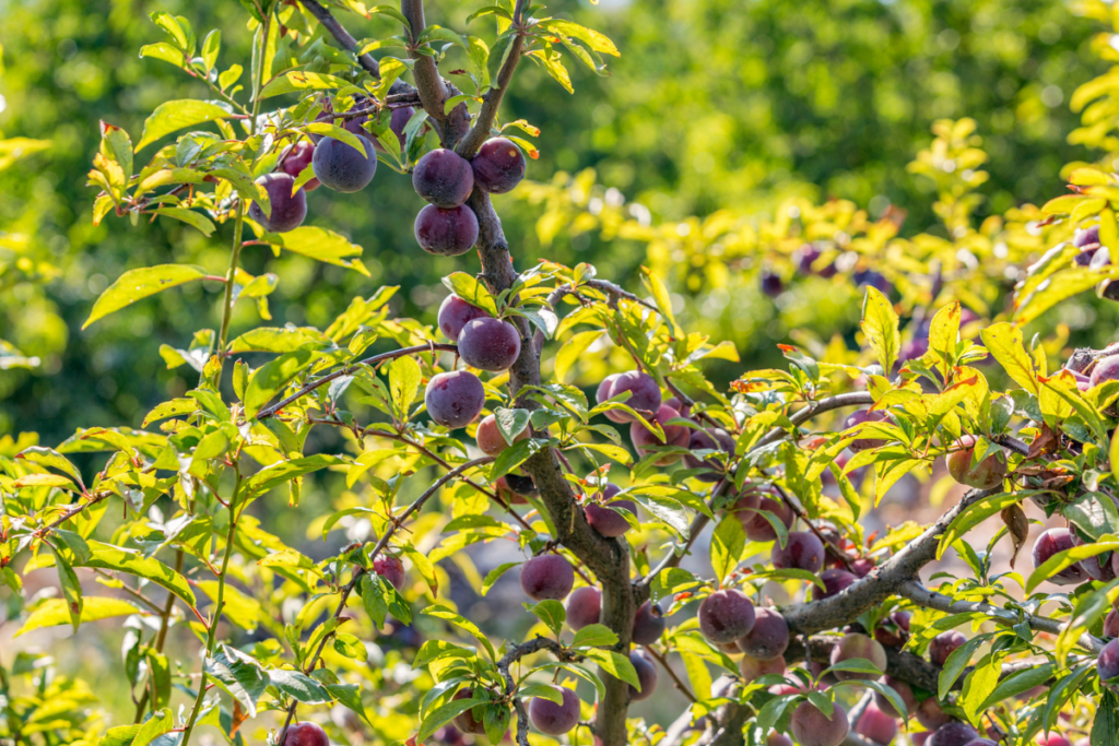 santa-rosa-plum-tree-for-sale-keep-deer-on-your-land-wildtree