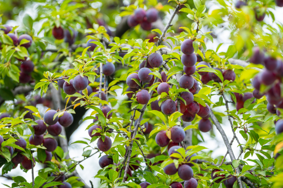 Santa Rosa Plum Tree For Sale Keep Deer On Your Land Wildtree santa-rosa-plum-tree-for-sale-keep-deer-on-your-land-wildtree
