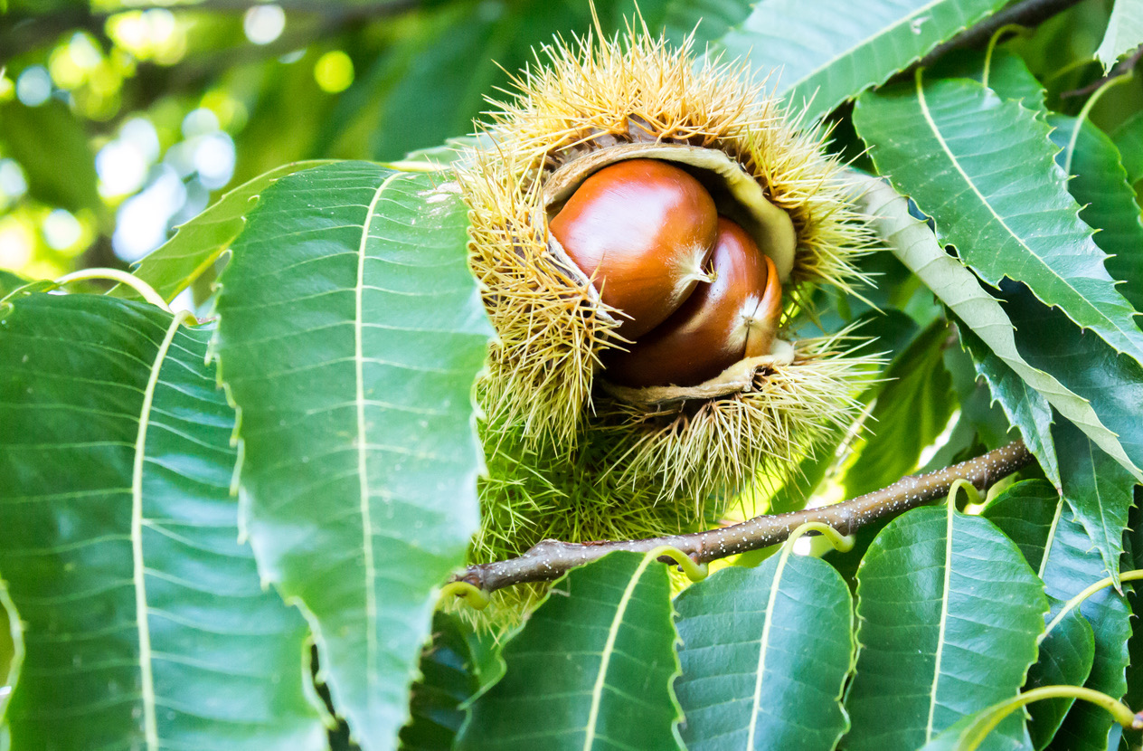 The Benefits of Planting Chinese Chestnut Trees for Wildlife