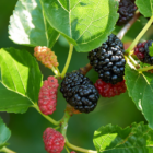 Mulberry fruit